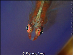 Goby on seasquirt by Kiyoung Jang 